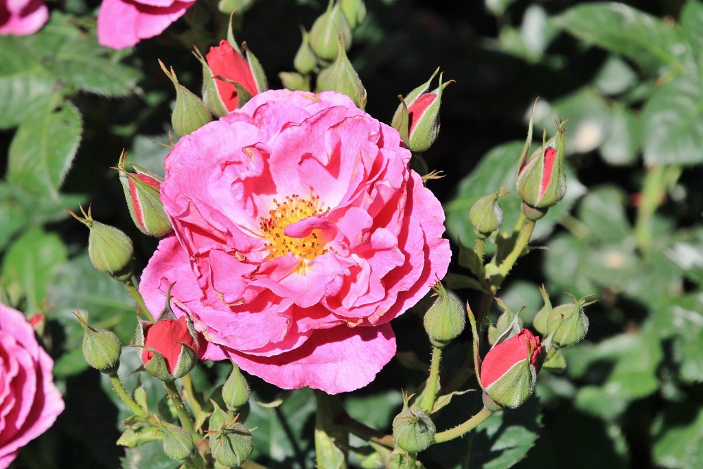 Foto: Concurso de rosas - Barcelona (Cataluña), España