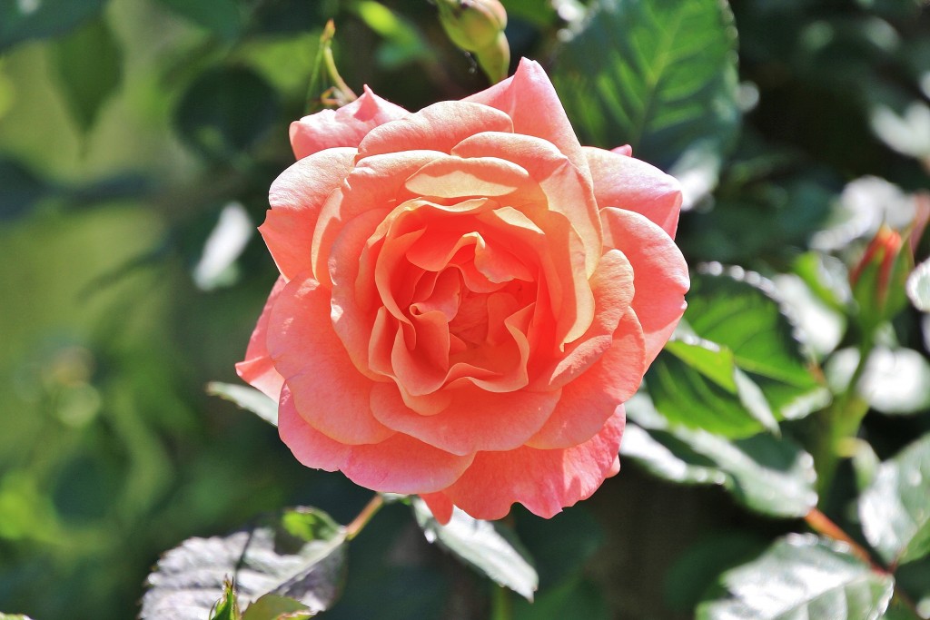 Foto: Concurso de rosas - Barcelona (Cataluña), España