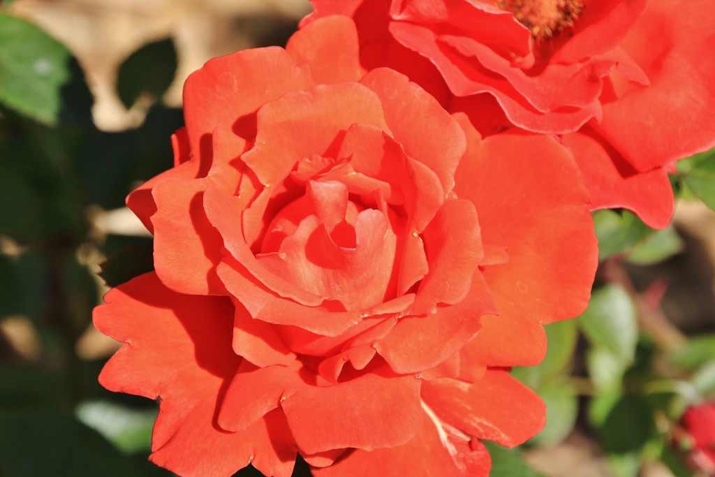 Foto: Concurso de rosas - Barcelona (Cataluña), España