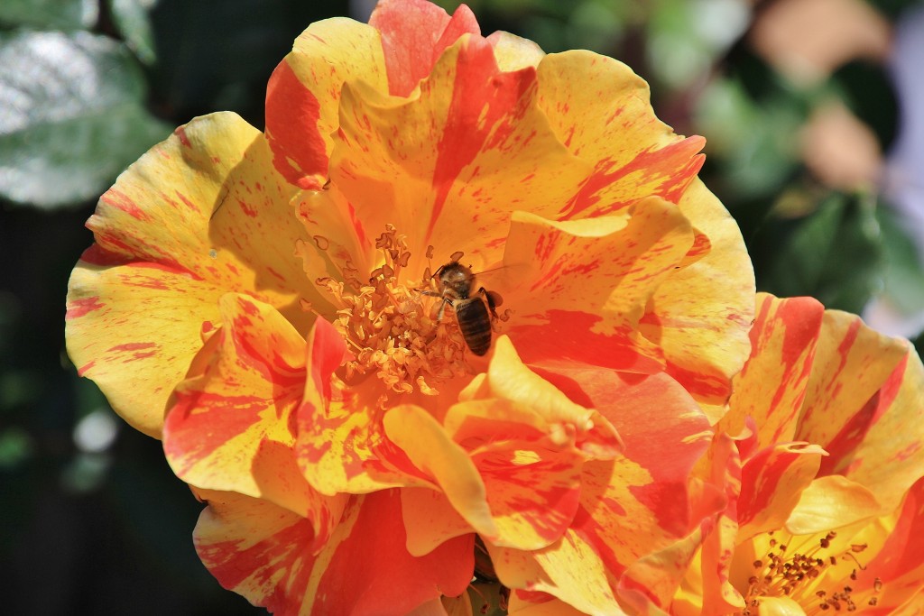 Foto: Concurso de rosas - Barcelona (Cataluña), España