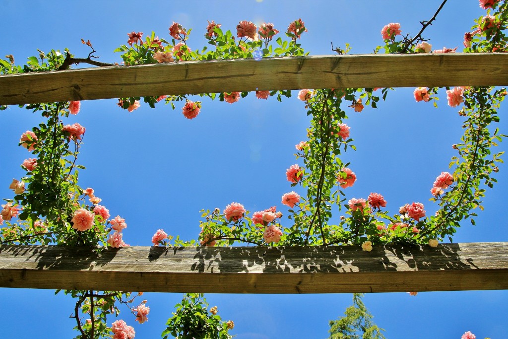 Foto: Concurso de rosas - Barcelona (Cataluña), España