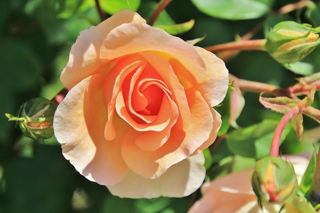 Foto: Concurso de rosas - Barcelona (Cataluña), España