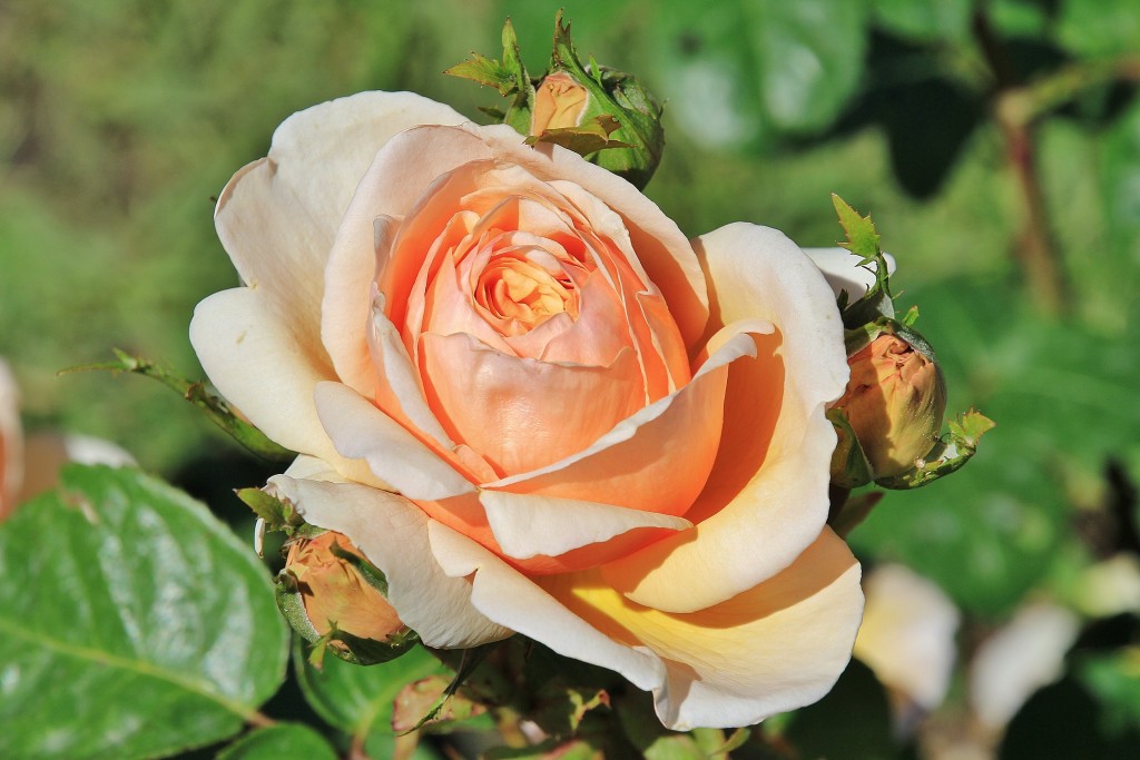 Foto: Concurso de rosas - Barcelona (Cataluña), España