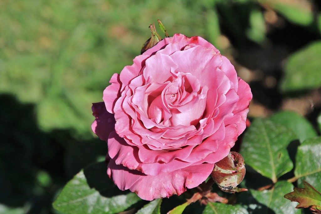 Foto: Concurso de rosas - Barcelona (Cataluña), España