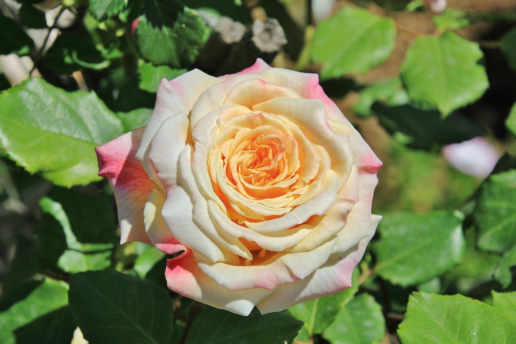 Foto: Concurso de rosas - Barcelona (Cataluña), España