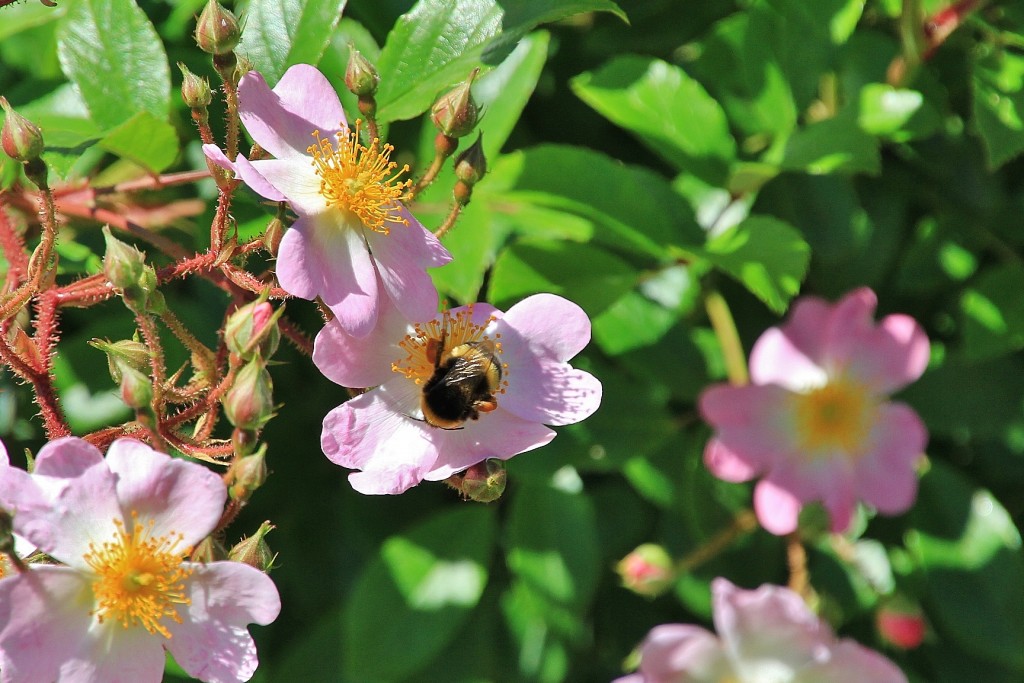 Foto: Concurso de rosas - Barcelona (Cataluña), España