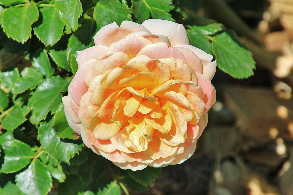 Foto: Concurso de rosas - Barcelona (Cataluña), España