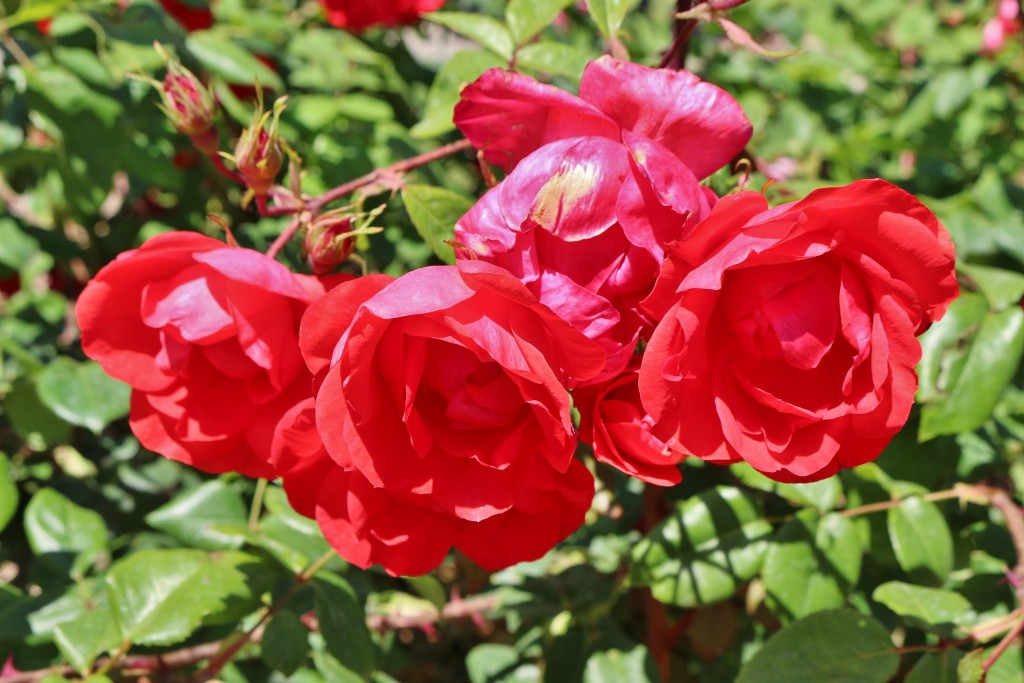 Foto: Concurso de rosas - Barcelona (Cataluña), España