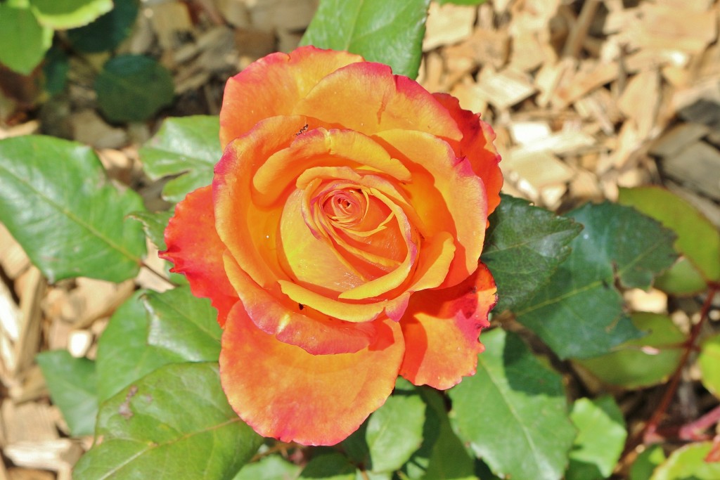 Foto: Concurso de rosas - Barcelona (Cataluña), España