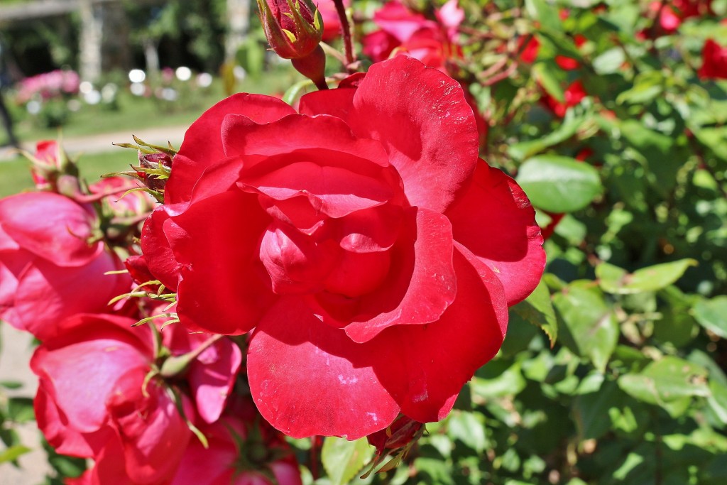Foto: Concurso de rosas - Barcelona (Cataluña), España