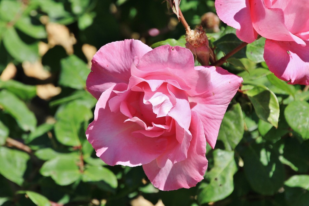 Foto: Concurso de rosas - Barcelona (Cataluña), España