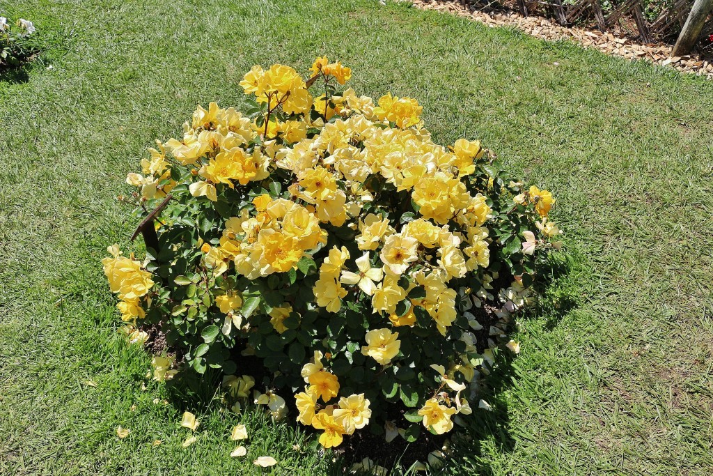 Foto: Concurso de rosas - Barcelona (Cataluña), España