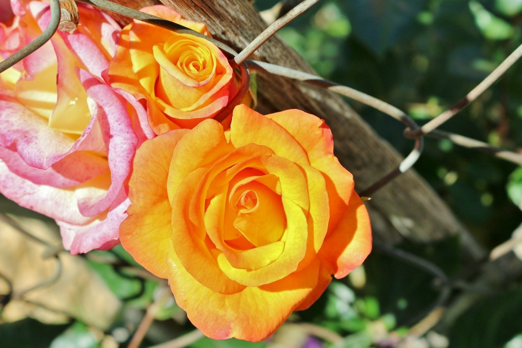 Foto: Concurso de rosas - Barcelona (Cataluña), España