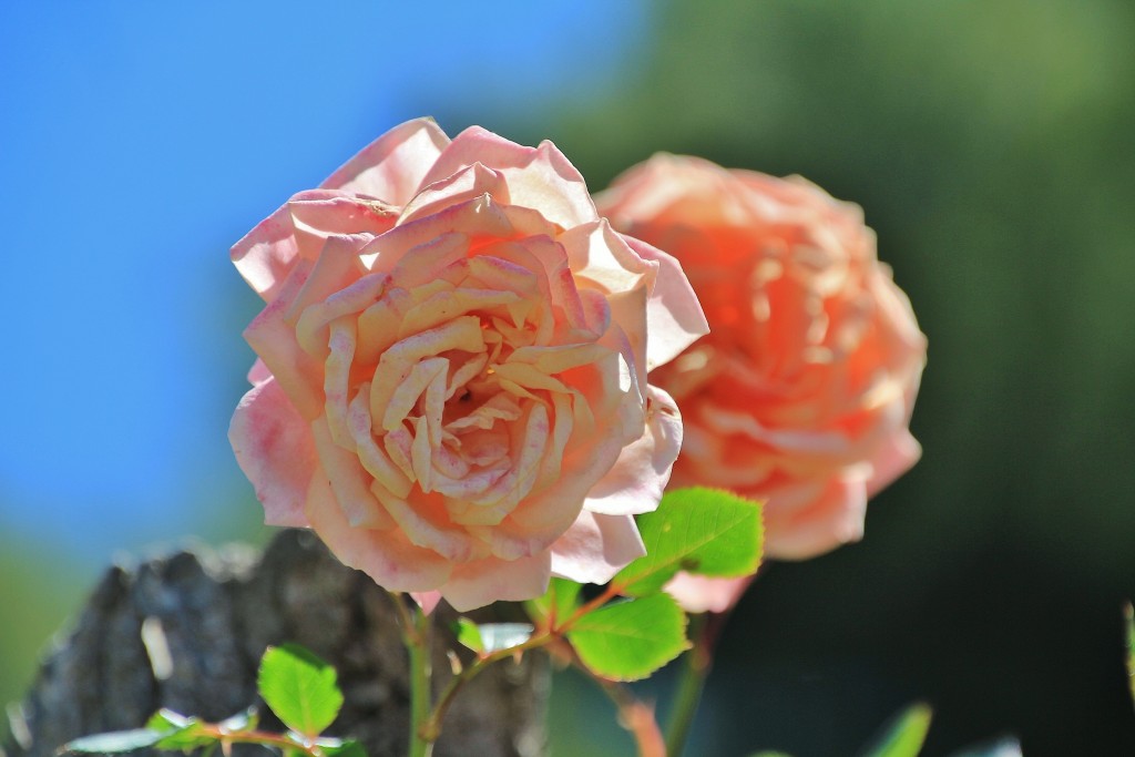 Foto: Concurso de rosas - Barcelona (Cataluña), España