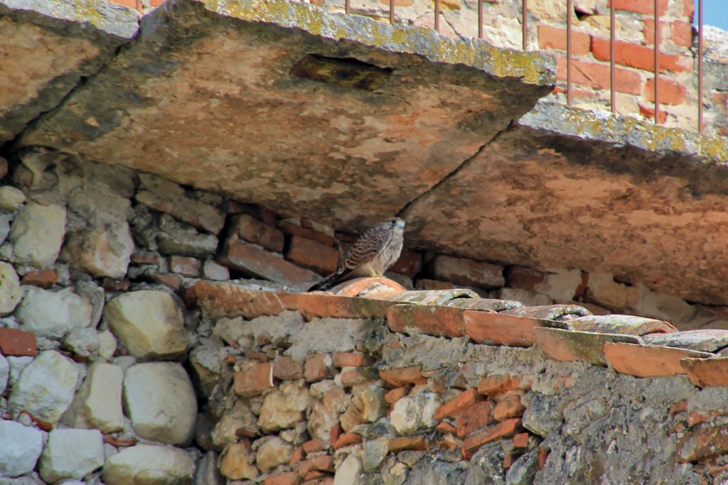 Foto: Castillo - Soave (Veneto), Italia