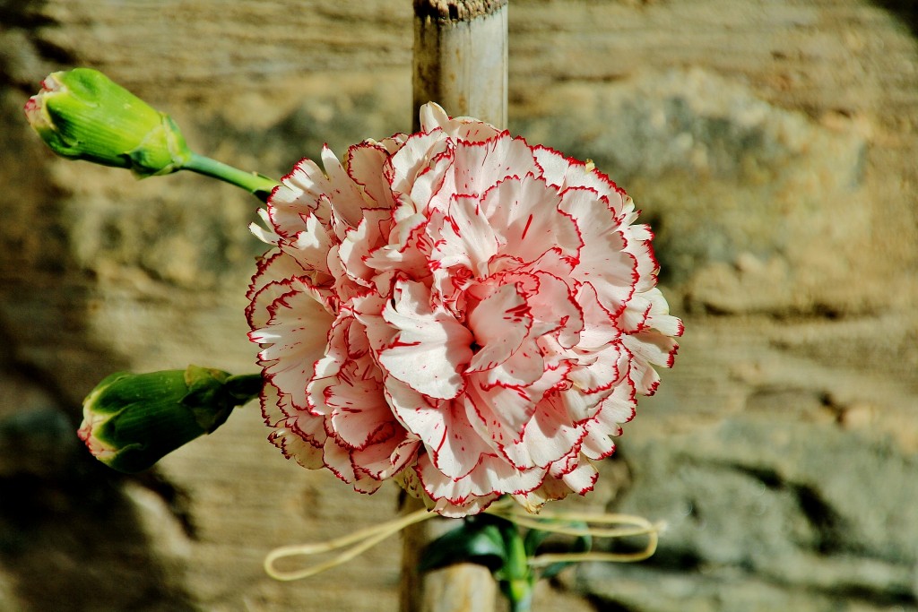 Foto: Un poco de color - Cornago (La Rioja), España