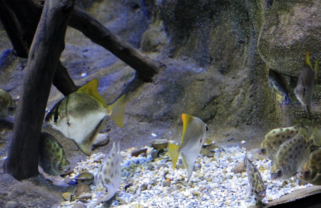 Foto: Acuario - Sevilla (Andalucía), España