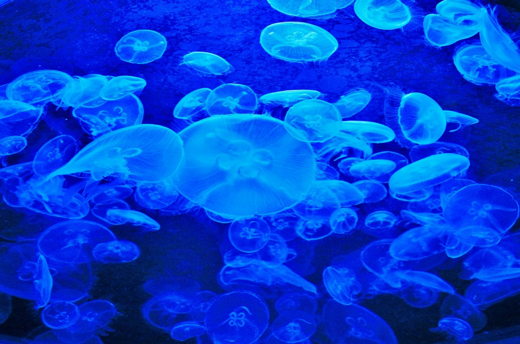 Foto: Acuario - Sevilla (Andalucía), España