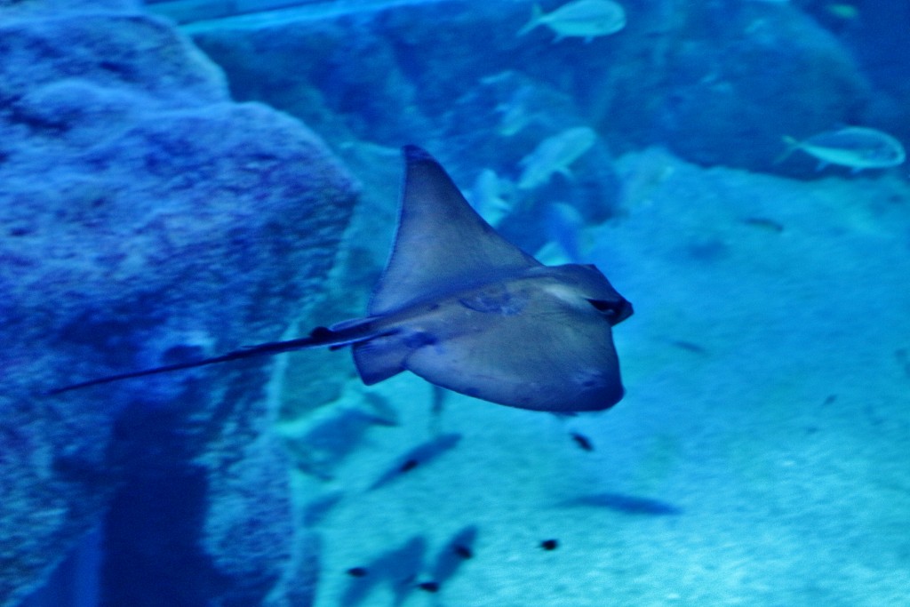 Foto: Acuario - Sevilla (Andalucía), España