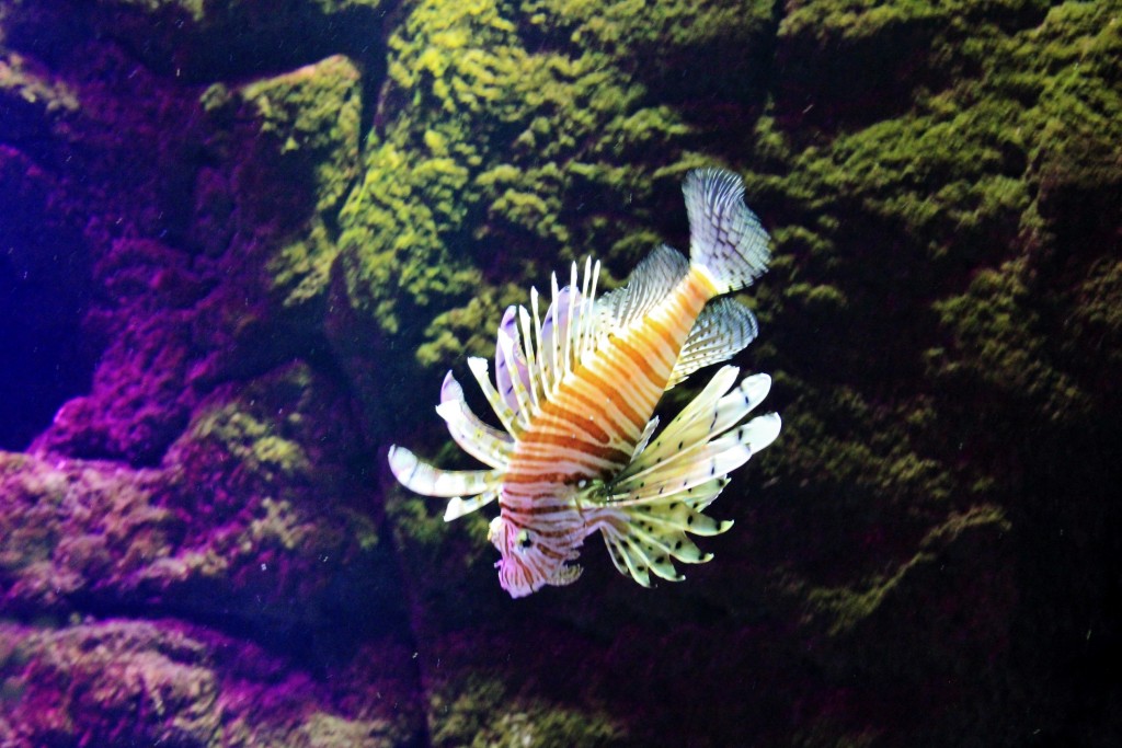 Foto: Acuario - Sevilla (Andalucía), España