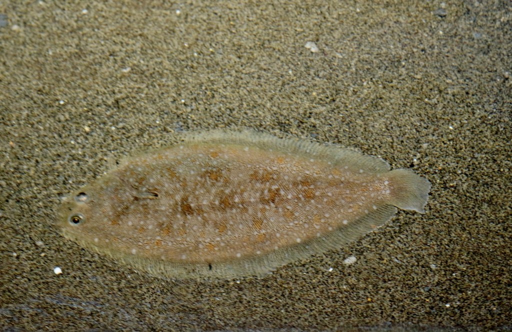 Foto: Acuario - Sevilla (Andalucía), España