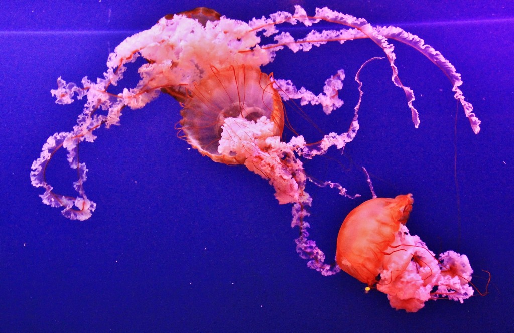 Foto: Acuario - Sevilla (Andalucía), España