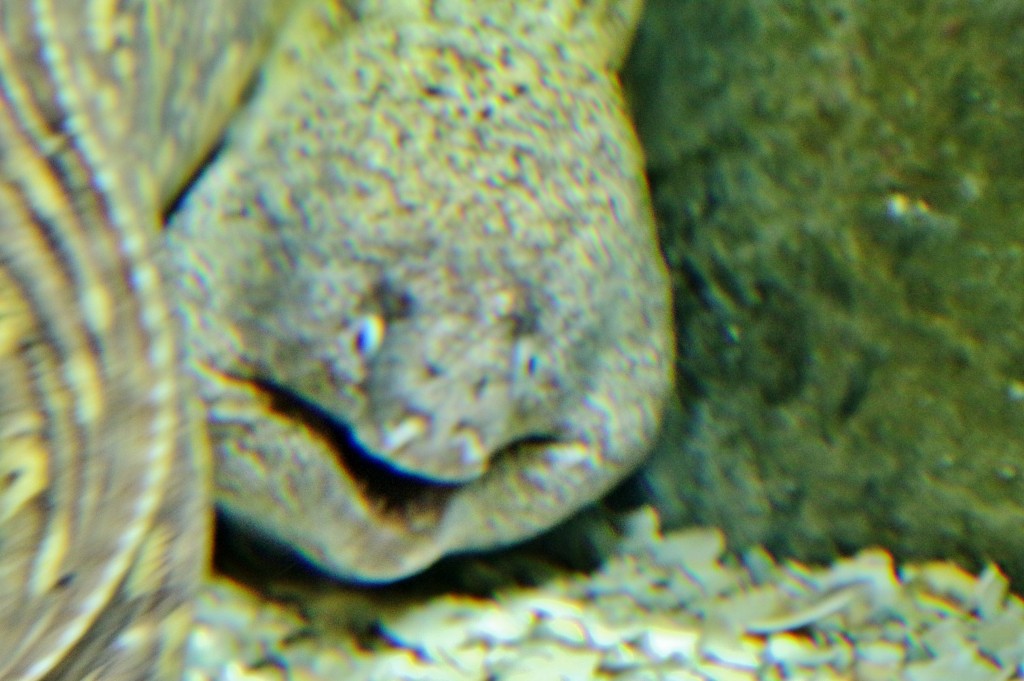 Foto: Acuario - Sevilla (Andalucía), España