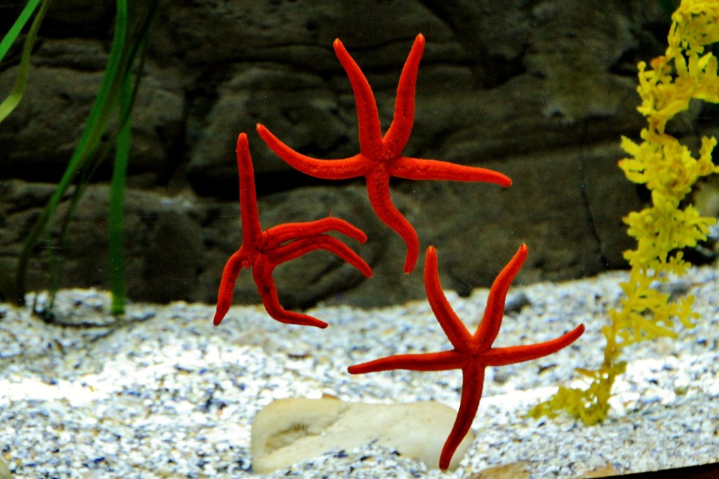 Foto: Acuario - Sevilla (Andalucía), España