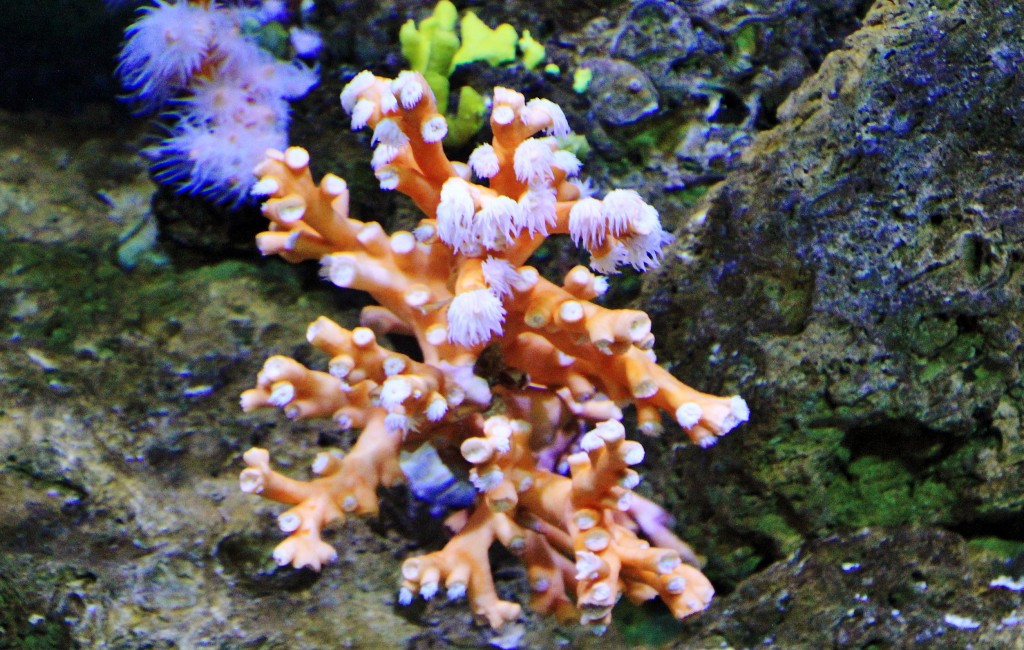 Foto: Acuario - Sevilla (Andalucía), España