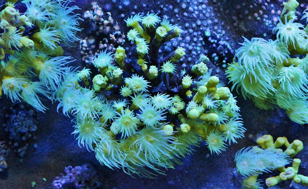 Foto: Acuario - Sevilla (Andalucía), España