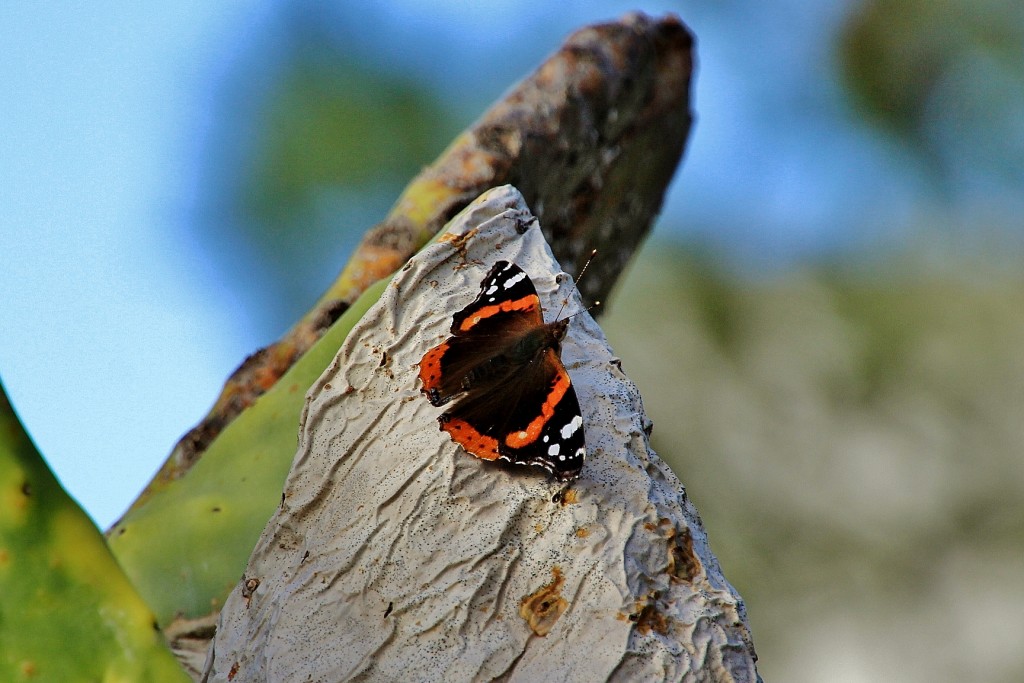 Foto: Un poco de color - Carmona (Sevilla), España