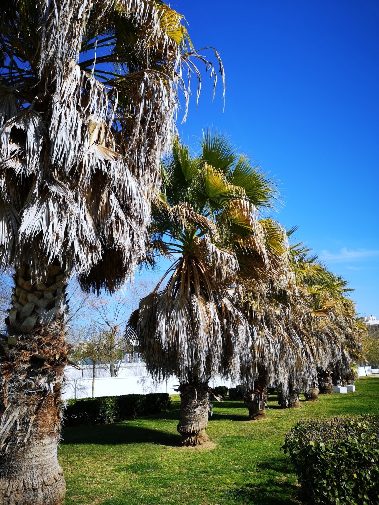 Foto de San Fernando (Cádiz), España