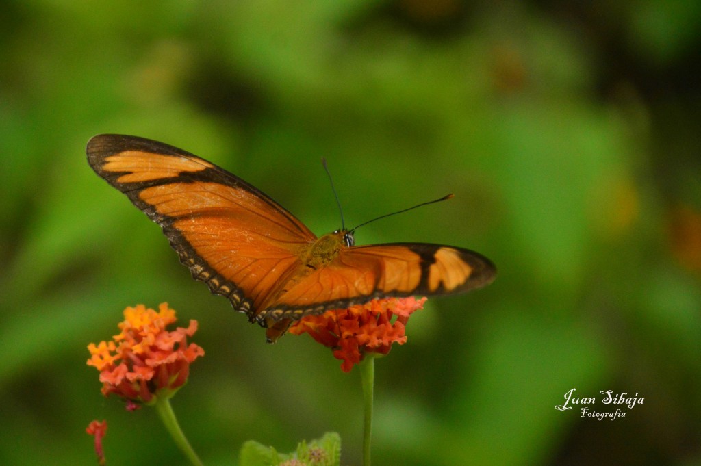 Foto de Isla De San Lucas (Puntarenas), Costa Rica
