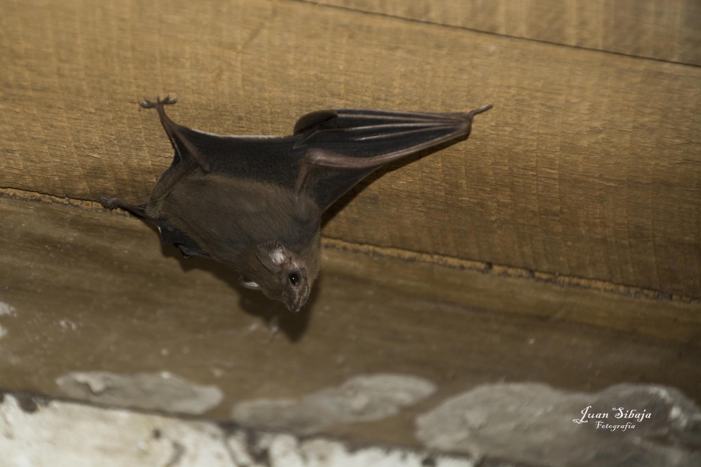 Foto de Isla De San Lucas (Puntarenas), Costa Rica