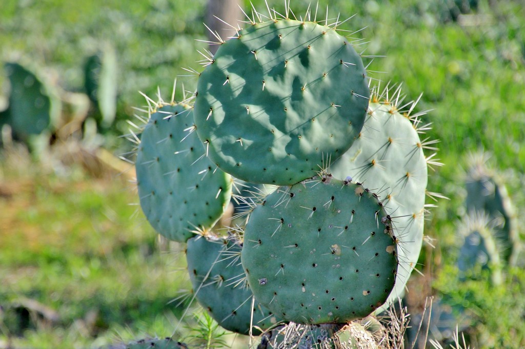 Foto: El Coto las Canteras - Osuna (Sevilla), España