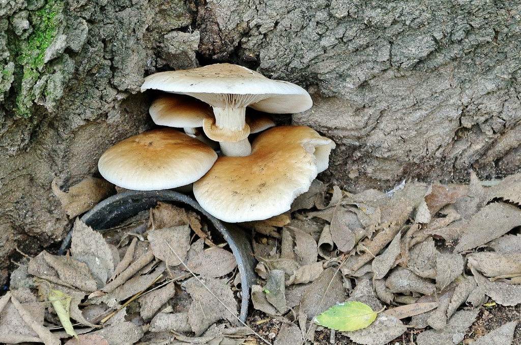 Foto: Palacio de las Dueñas - Sevilla (Andalucía), España