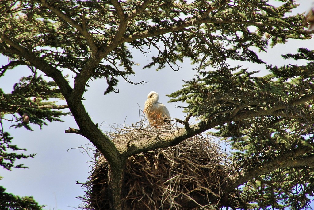 Foto: Cigüeña - Segovia (Castilla y León), España
