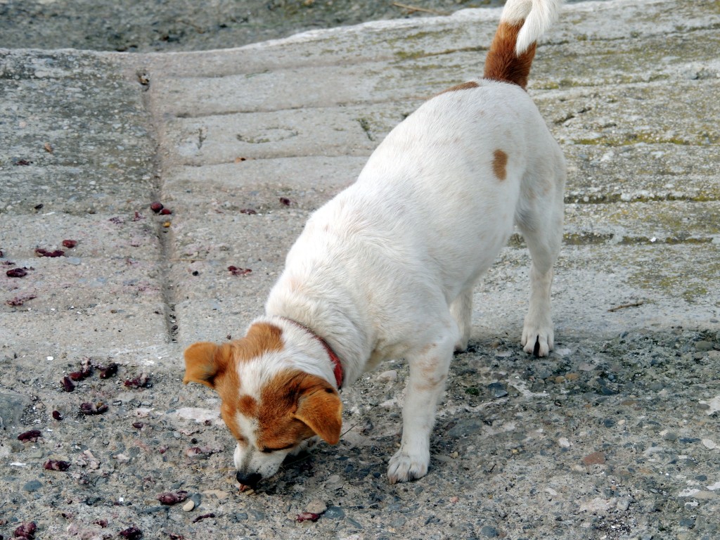 Foto de Salares (Málaga), España