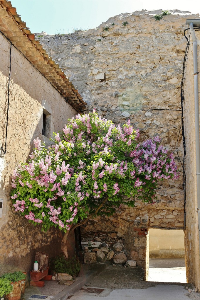 Foto: Centro histórico - Haza (Burgos), España