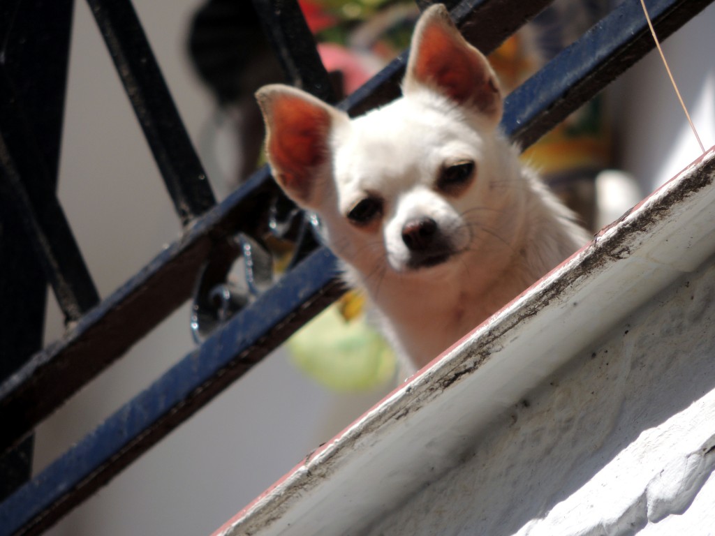 Foto de Sayalonga (Málaga), España