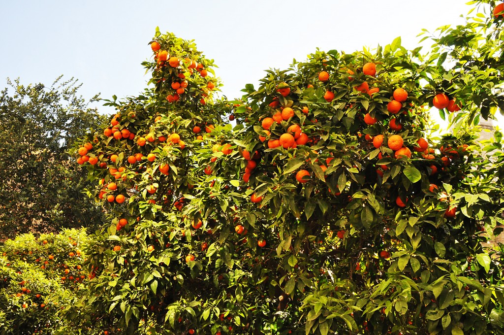 Foto: Naranjas - Valencia (València), España