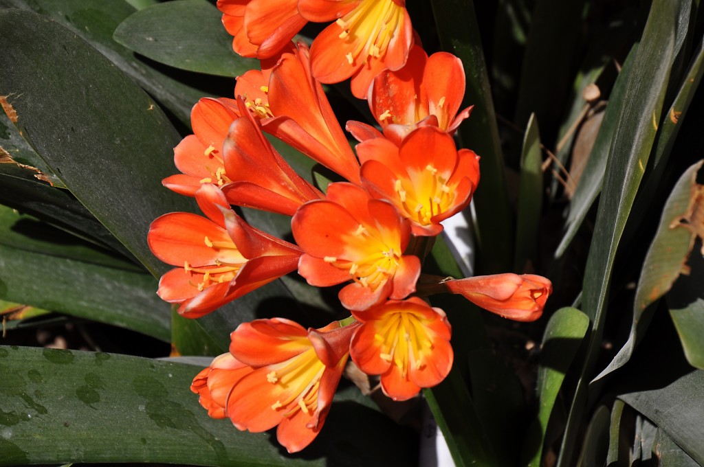 Foto: La primavera - Valencia (València), España