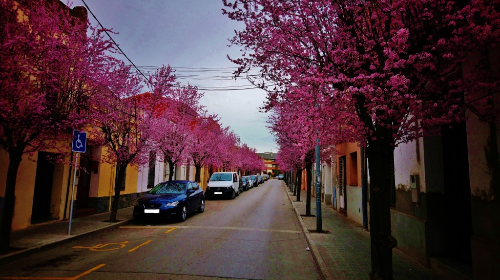 Foto: Almendros En Flor - Llinars del Vallès (Barcelona), España