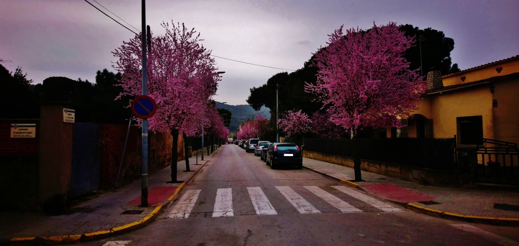Foto: Almendros En Flor - Llinars del Vallès (Barcelona), España