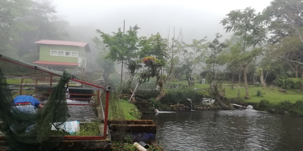 Foto: Truchas NENE - Bajos del Toro (Alajuela), Costa Rica