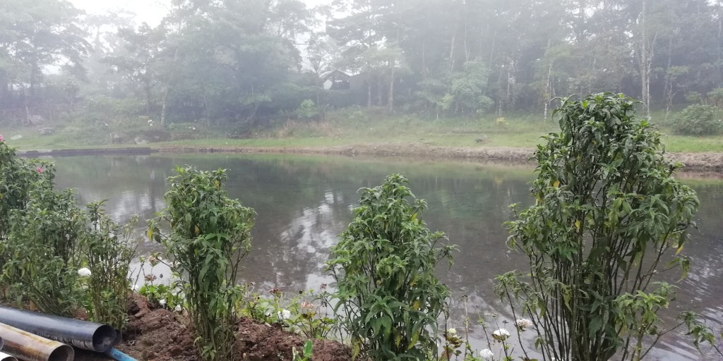 Foto: Truchas NENE - Bajo del Toro (Alajuela), Costa Rica