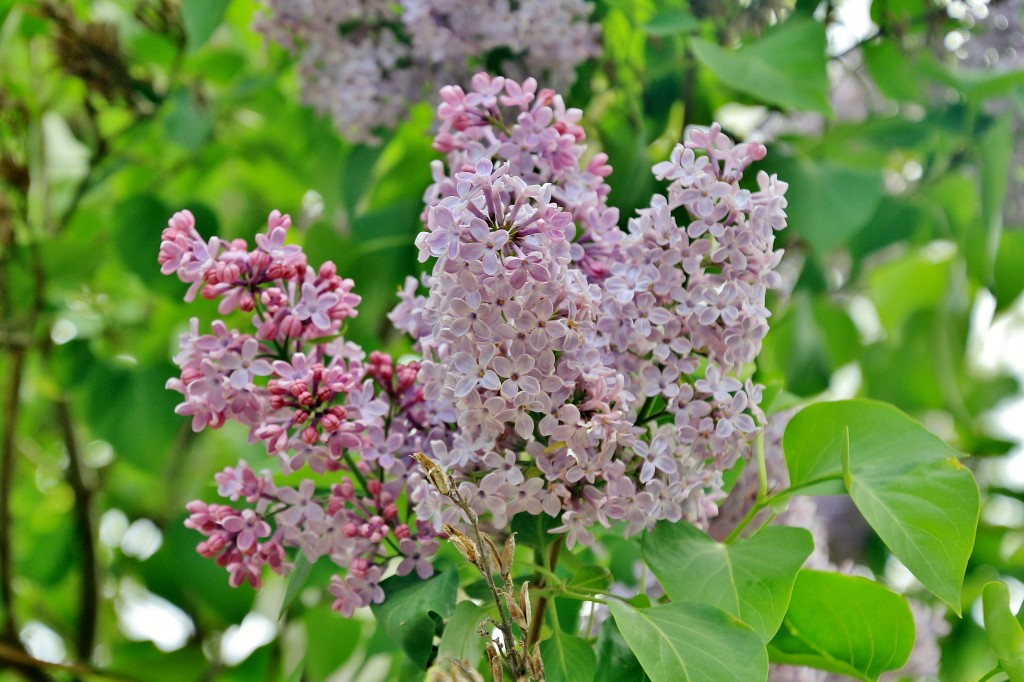 Foto: Parque temático del Mudéjar - Olmedo (Valladolid), España