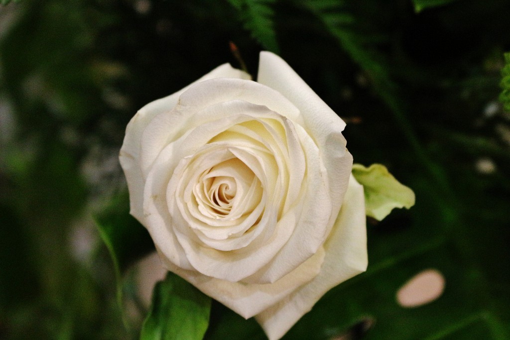 Foto: Un poco de color - Olmedo (Valladolid), España