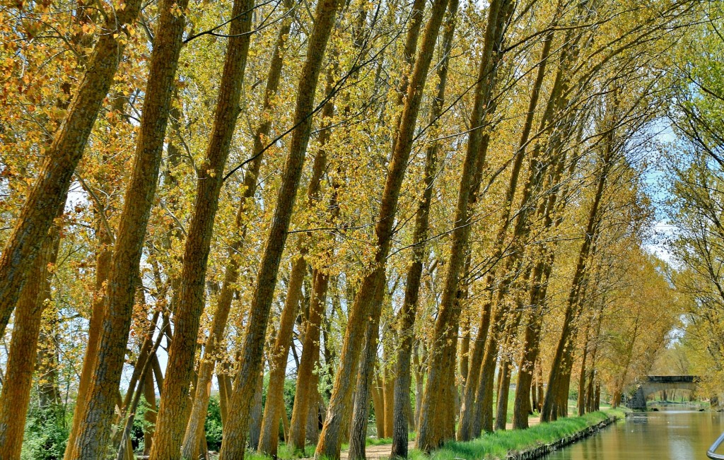Foto: Canal de Castilla - Medina de Rioseco (Valladolid), España