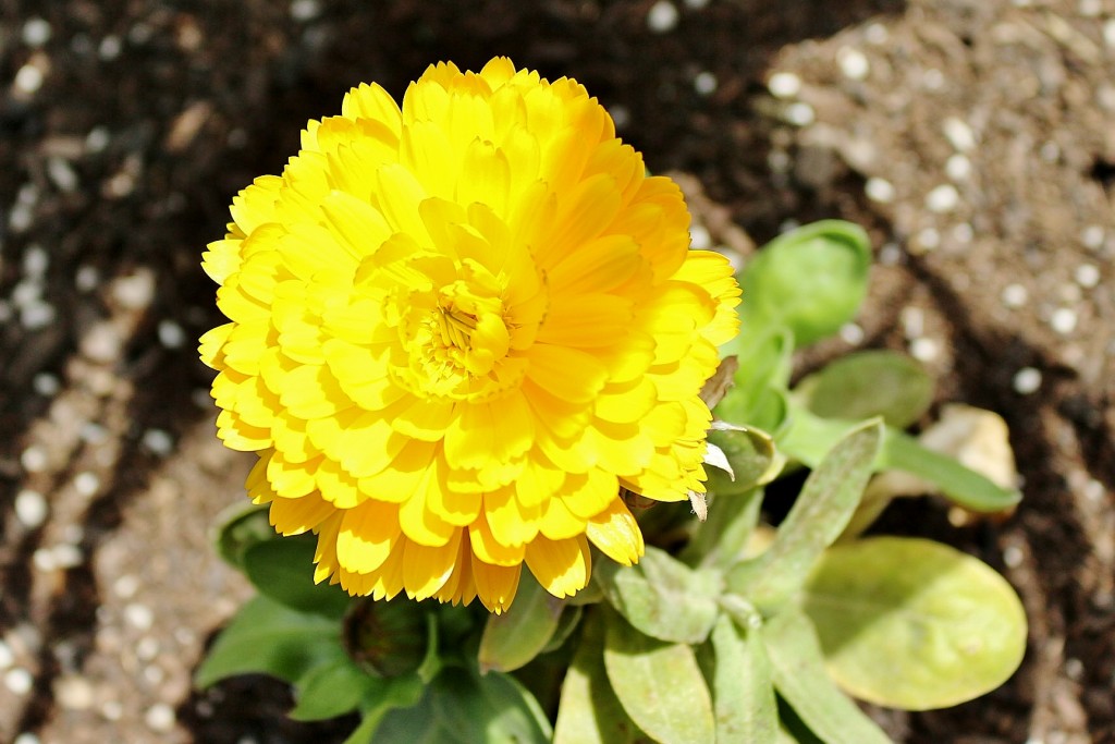 Foto: Centro histórico - Villalón de Campos (Valladolid), España